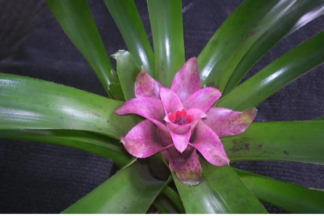 Nidularium Bromeliads