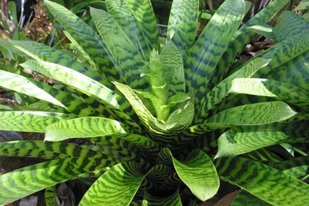 Vriesea Bromeliads