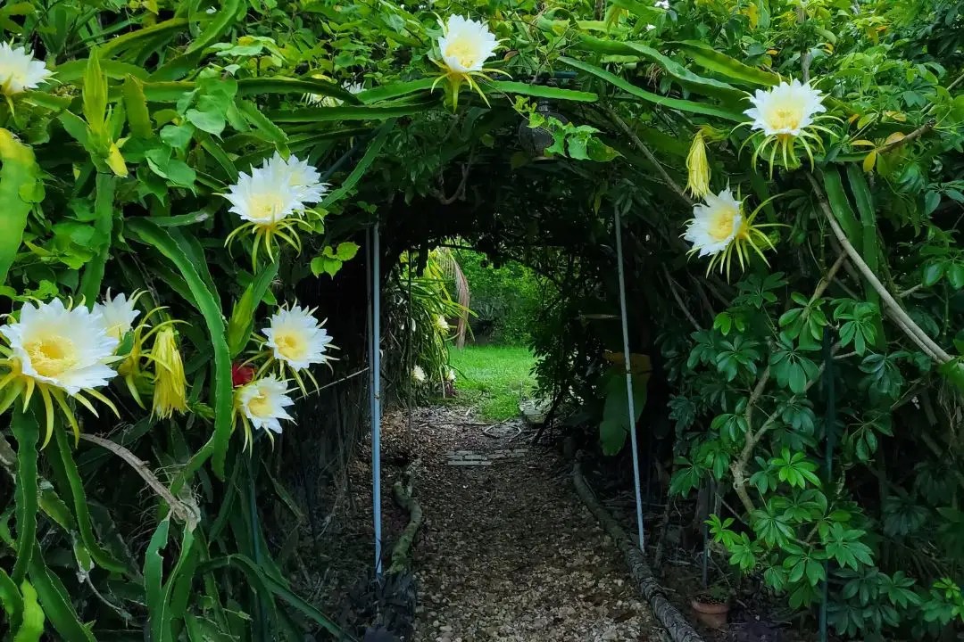 Flower Tunnel