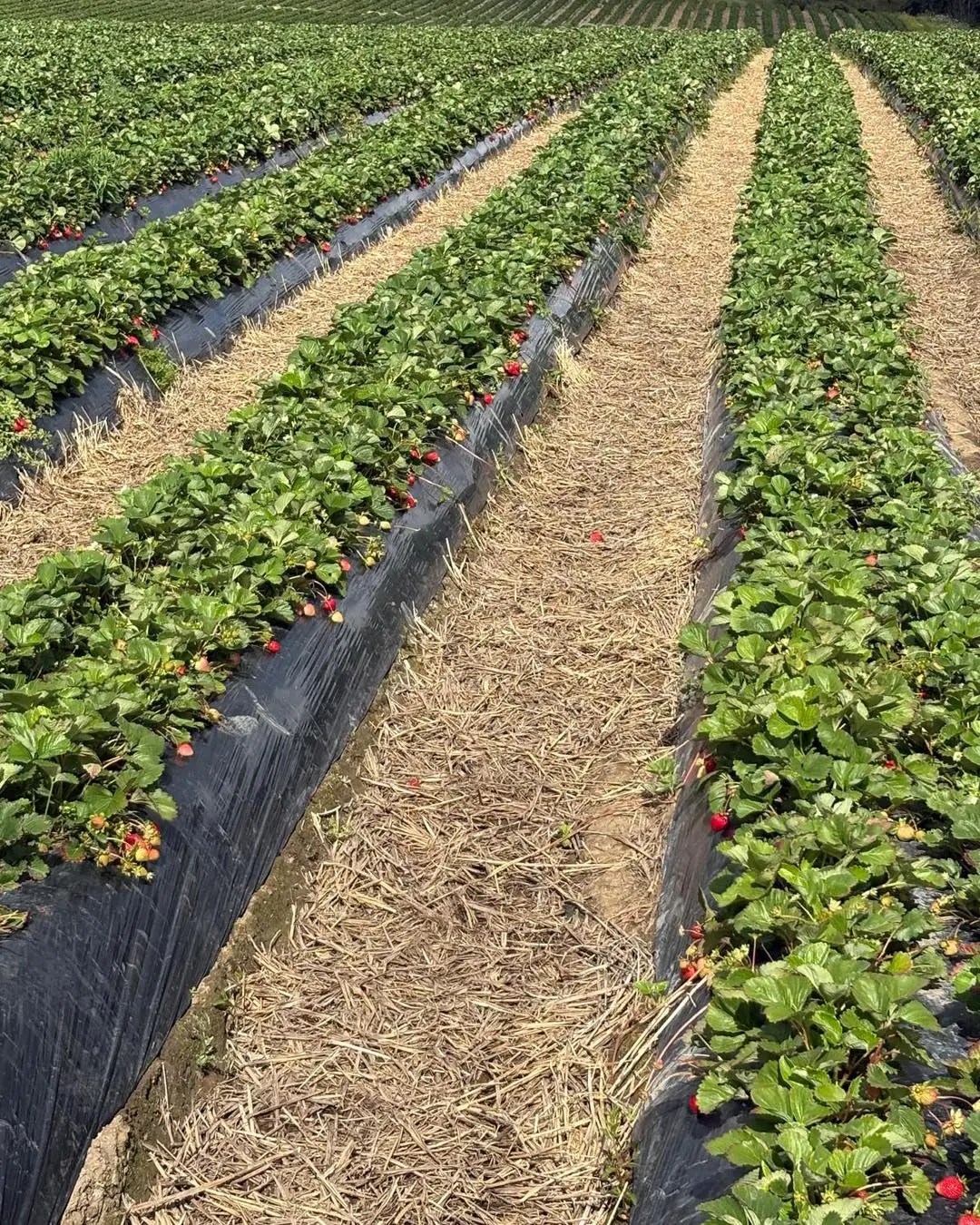 In-Ground Strawberry Rows with Mulch