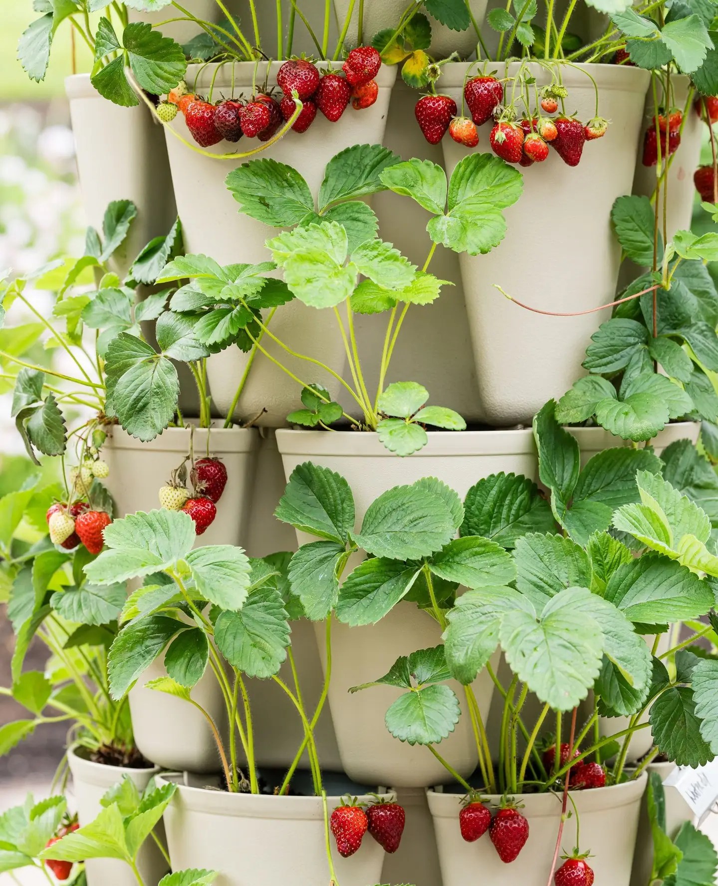 Window Box Strawberry Gardens