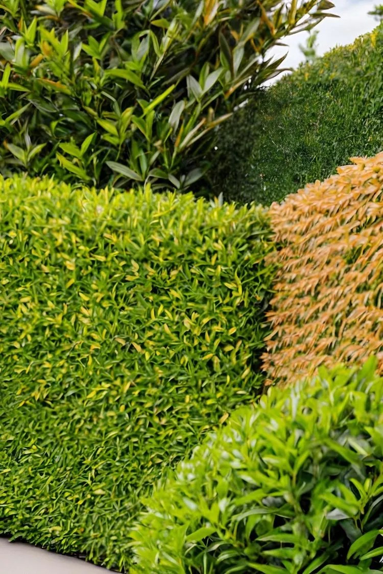 Mixed Native Hedge