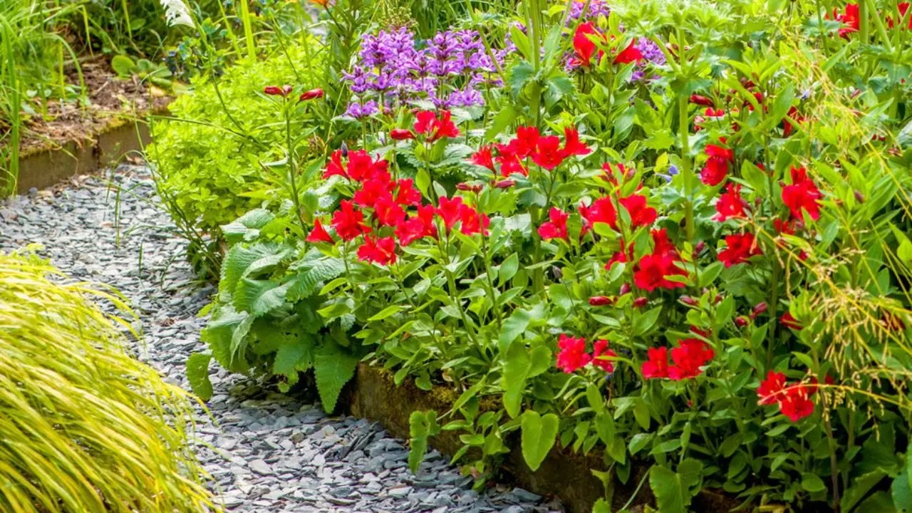 Flower Bed Ideas