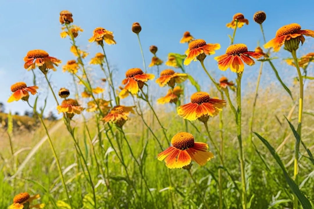 Helenium (Helenium autumnale)