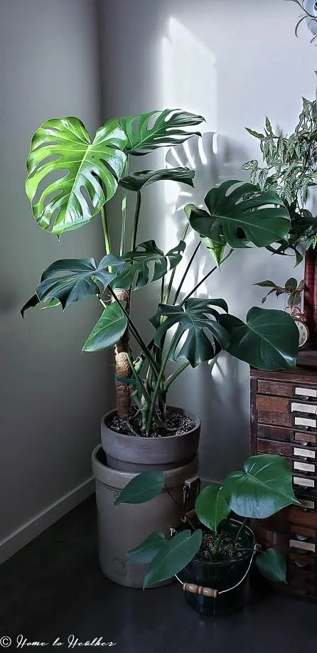 Start Early with your Monstra