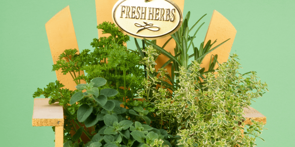 How to Make the Perfect Plant Presents Plant Perfect