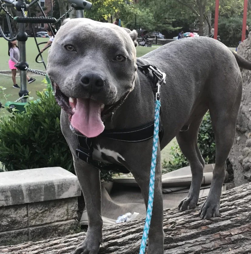 Victoria Collazo PlantPowered Dog