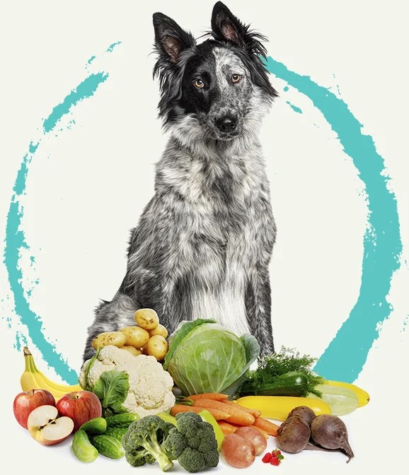 Vegan Dog Nutritionist PlantPowered Dog
