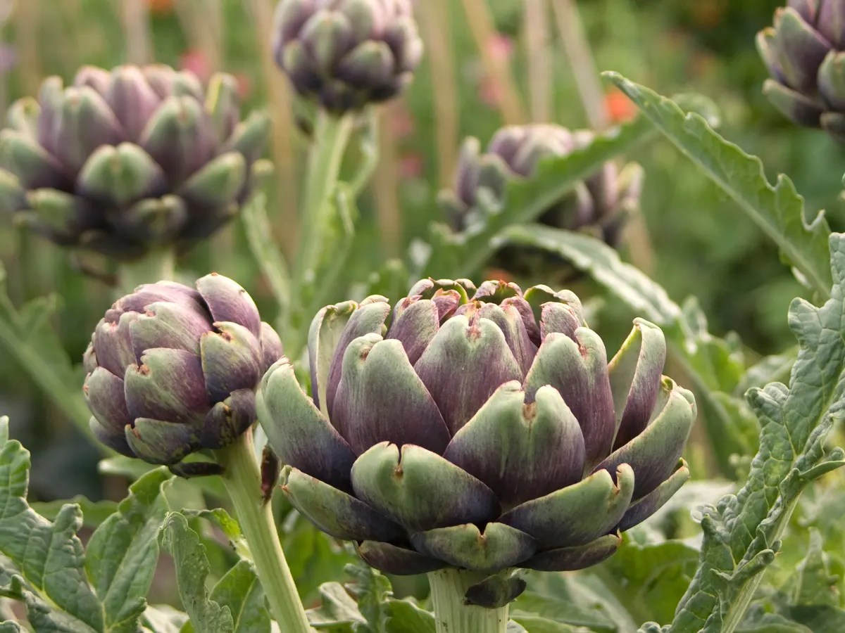 Everything to know about Artichokes Plant Propagation