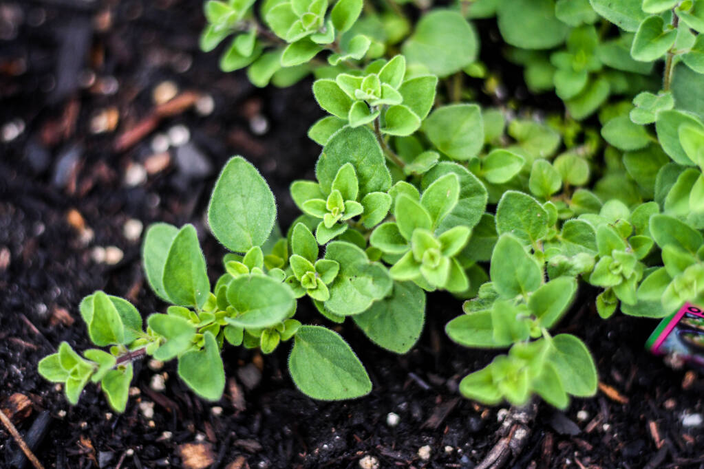 The Ultimate Guide to Growing Oregano Plant Propagation