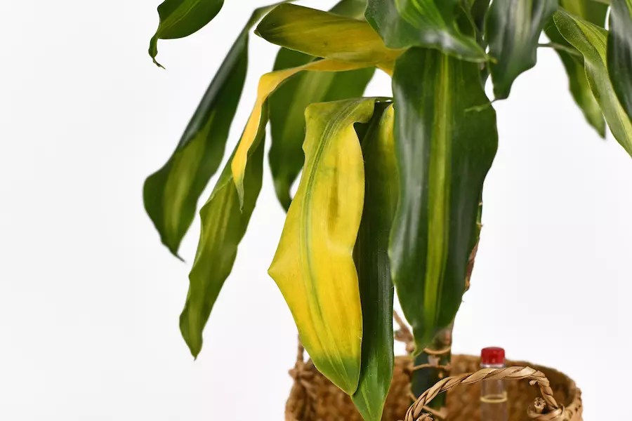 How to save a SICK corn plant? Diseases and solutions