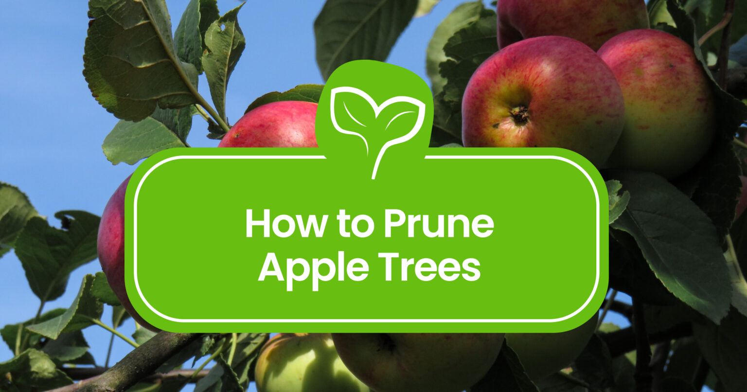 How to Prune Apple Trees A StepbyStep Guide Plant Propagation