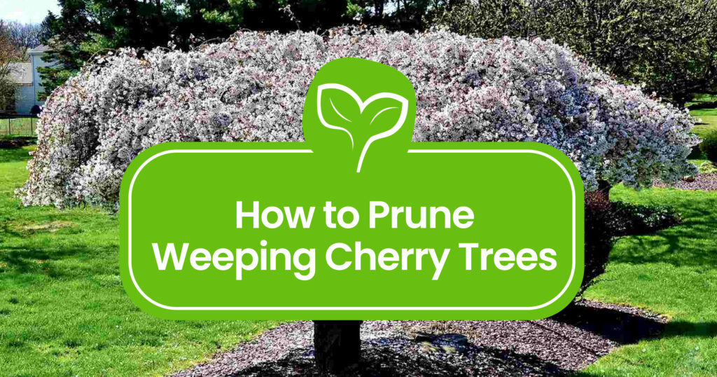 Weeping Cherry Tree Pruning 101 Expert Tips & Techniques Plant