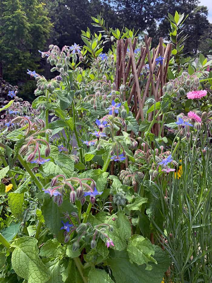 Fall Foraging, Critters and Borage