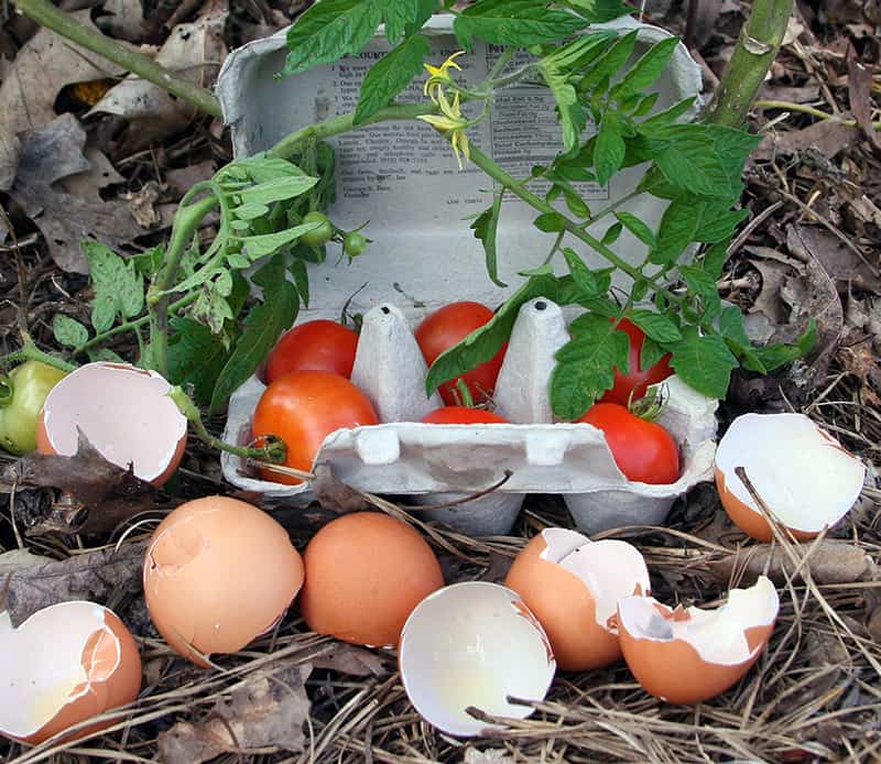 Eggshells, Roses and Growing Tall Verbena