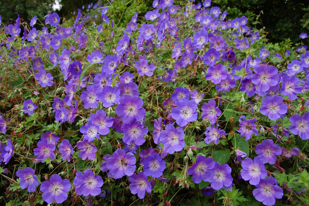 Geranium ‘Rozanne’ PlantRight