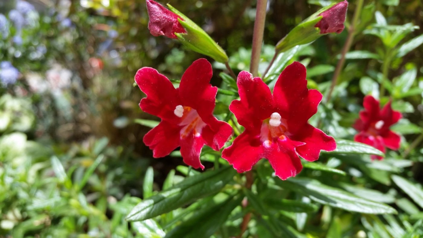 Where invasive plants are sold in California — and how we know PlantRight