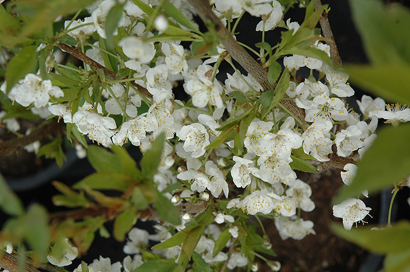 Convoy CherryPlum (Prunus 'Convoy') in Edmonton Ft Fort McMurray