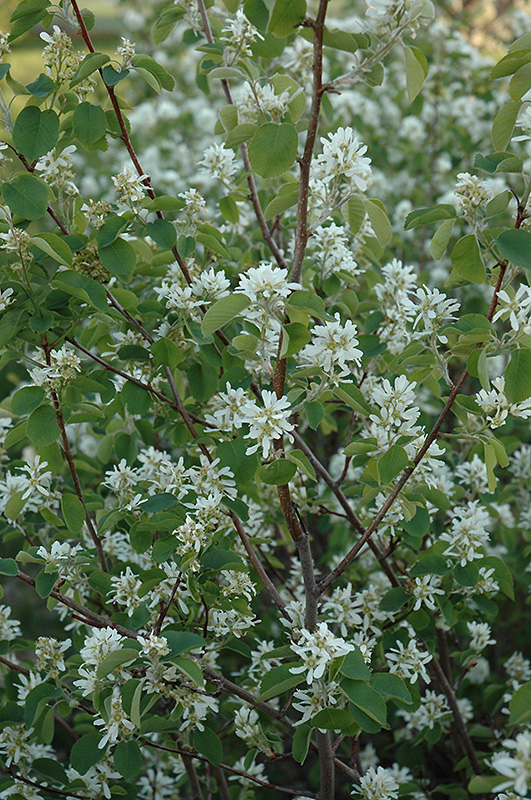 Pembina Saskatoon (Amelanchier alnifolia 'Pembina') in Edmonton Ft Fort