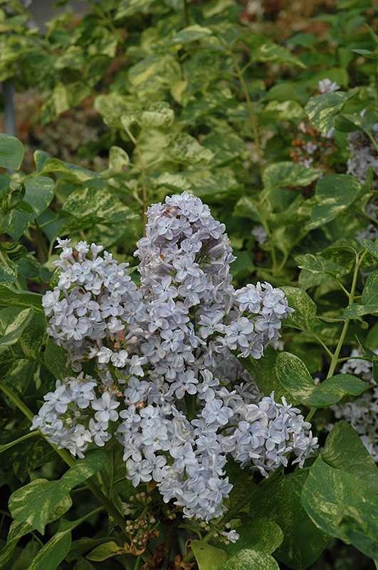 Aucubaefolia Lilac (Syringa vulgaris 'Aucubaefolia') in Edmonton Ft