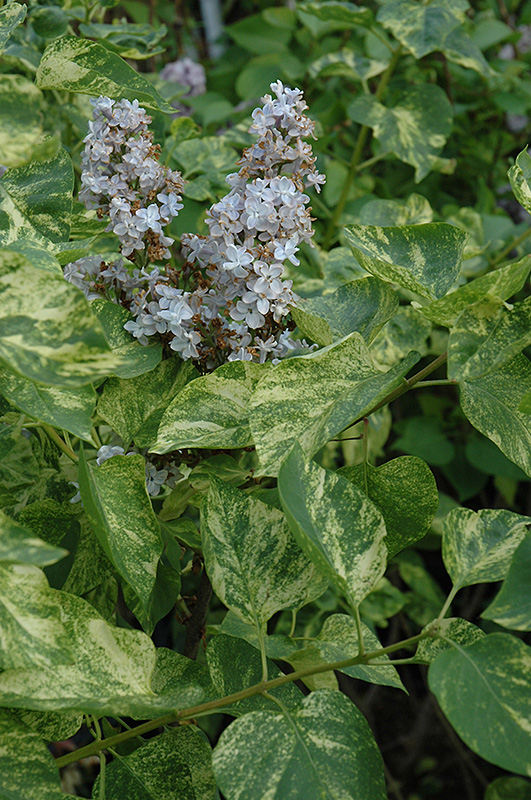 Aucubaefolia Lilac (Syringa vulgaris 'Aucubaefolia') in Edmonton Ft