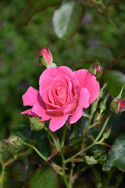 Aurora Borealis Rose (Rosa 'VLR002') in Edmonton Ft Fort McMurray
