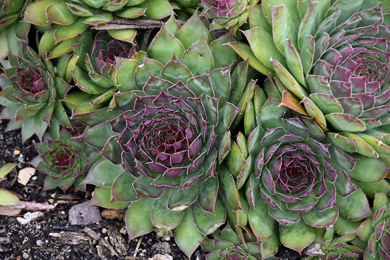 Black Hens And Chicks (Sempervivum 'Black') in St Thomas Port Stanley