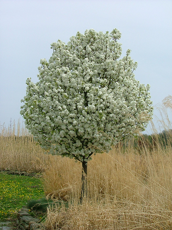 Jack Ornamental Pear (Pyrus calleryana 'Jaczam') in Wilmette Chicago