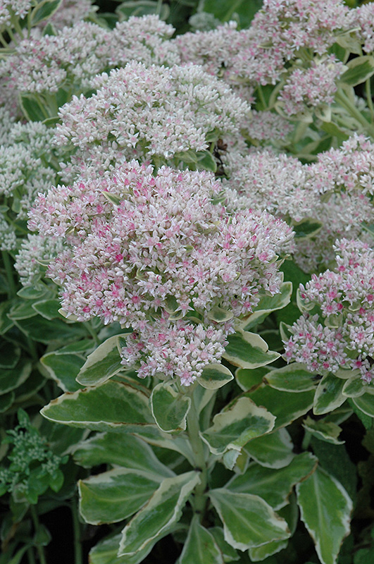 Frosty Morn Stonecrop (Sedum 'Frosty Morn') in Wilmette Chicago