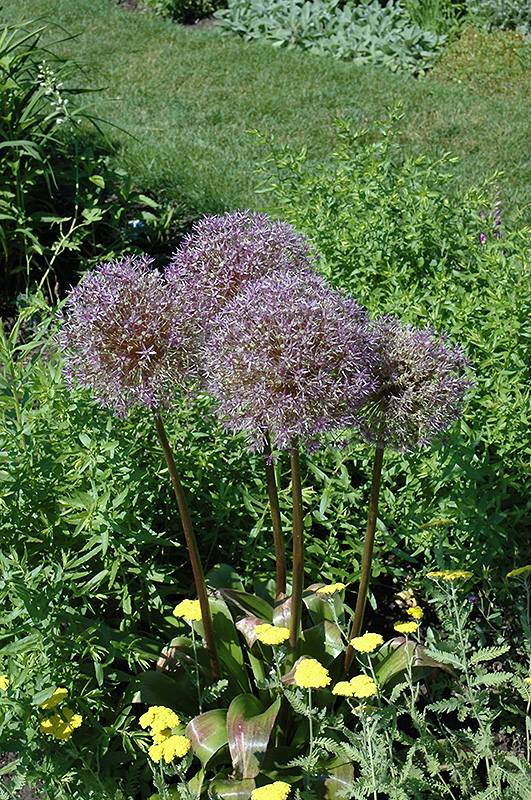 Purple Sensation Ornamental Onion (Allium 'Purple