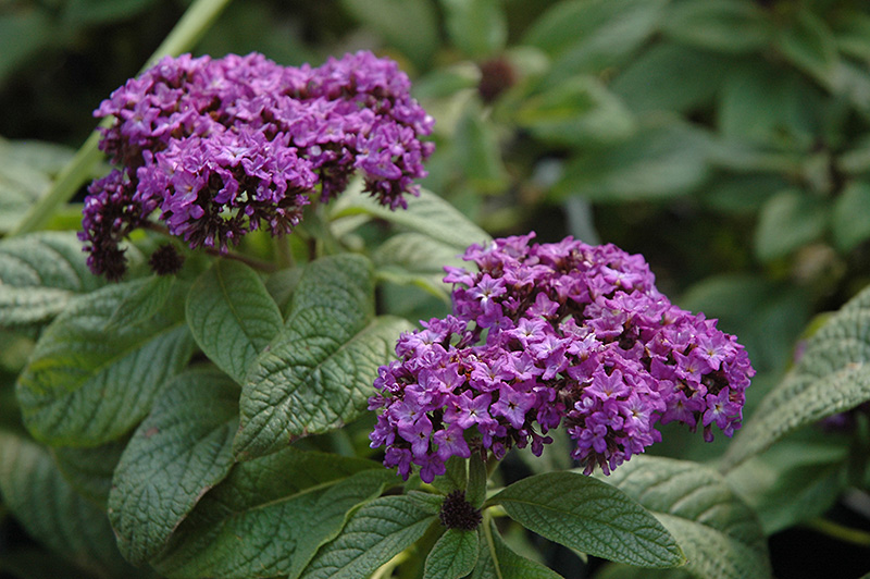 Garden Heliotrope (Heliotropium arborescens) in Wilmette Chicago