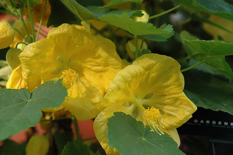 Bella Yellow Flowering Maple (Abutilon 'Bella Yellow') in Wilmette