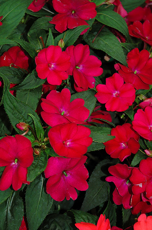 SunPatiens Compact Royal Magenta New Guinea Impatiens (Impatiens 'SunPatiens Compact Royal