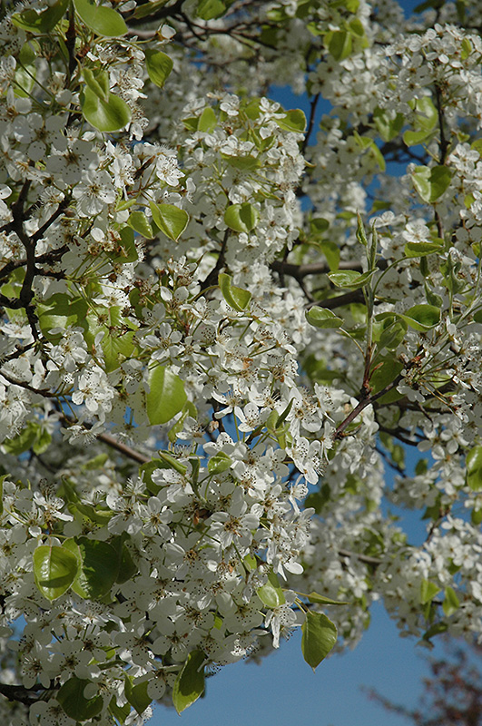 Jack Ornamental Pear (Pyrus calleryana 'Jaczam') in Wilmette Chicago
