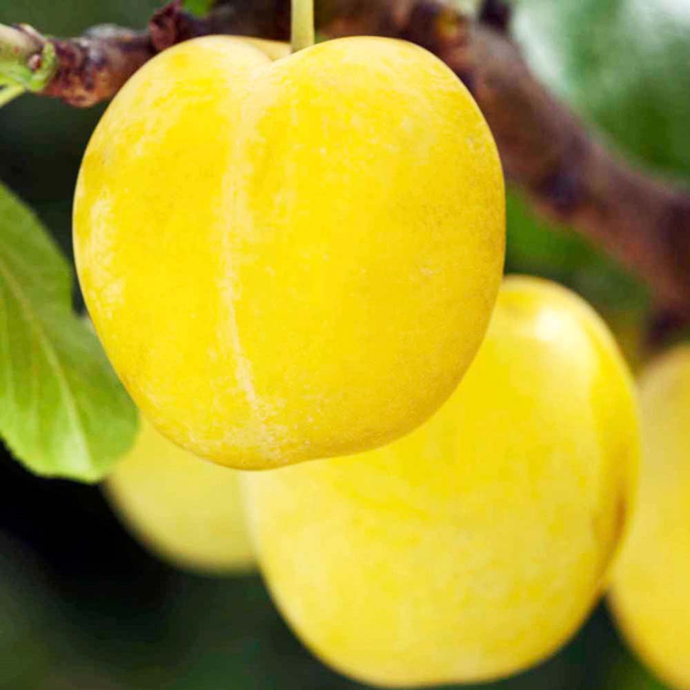 Plum Inca Semi Dwarf Buy Plants Online Pakistan Online Nursery