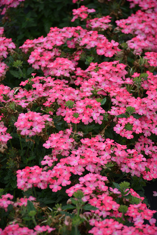 Firehouse Pink Verbena (Verbena 'Balfireinkim') in Selma, North