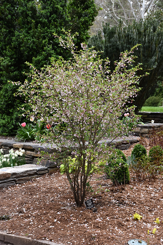 Kojo No Mai Fuji Cherry (Prunus incisa 'Kojo No Mai') in Selma, North