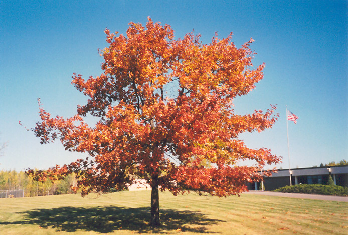 Red Oak (Quercus rubra) in Denver Arvada Wheat Ridge Golden Lakewood