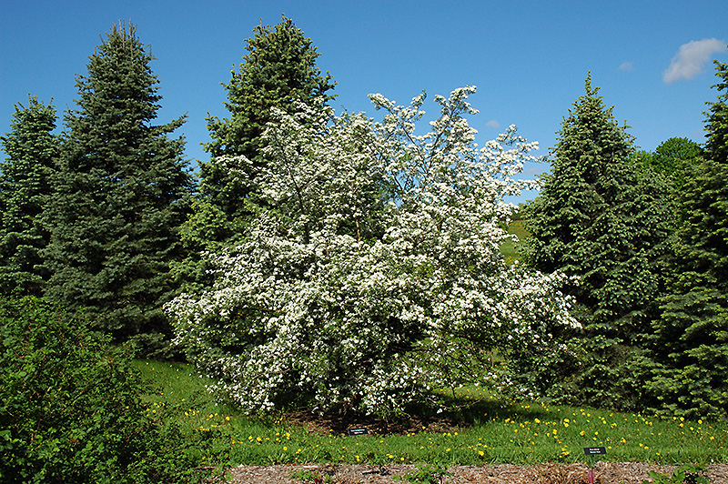 Russian Hawthorn (Crataegus ambigua) in Denver Arvada Wheat Ridge
