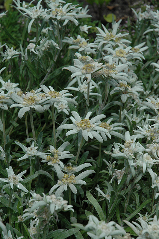 Can Edelweiss Grow In The Us at Roberto Hayden blog