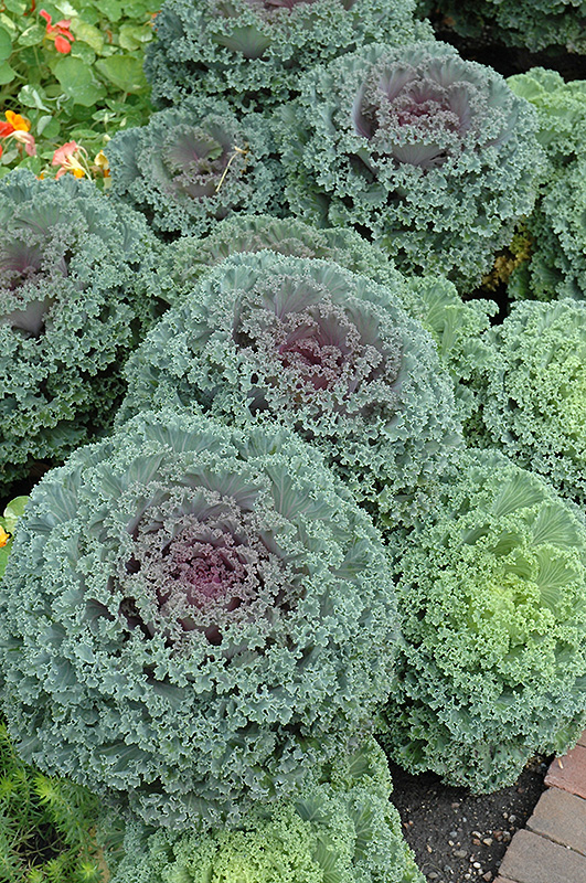 Red Kale (Brassica oleracea var. acephala 'Red') in Denver Arvada Wheat