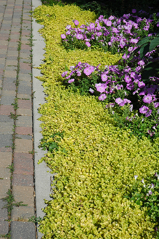 Golden Creeping Jenny (Lysimachia nummularia 'Aurea') in Denver Arvada