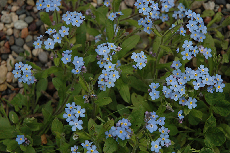(Myosotis sylvatica) in Denver Arvada Wheat Ridge Golden