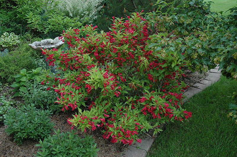 Red Prince Weigela (Weigela florida 'Red Prince') in Denver Arvada