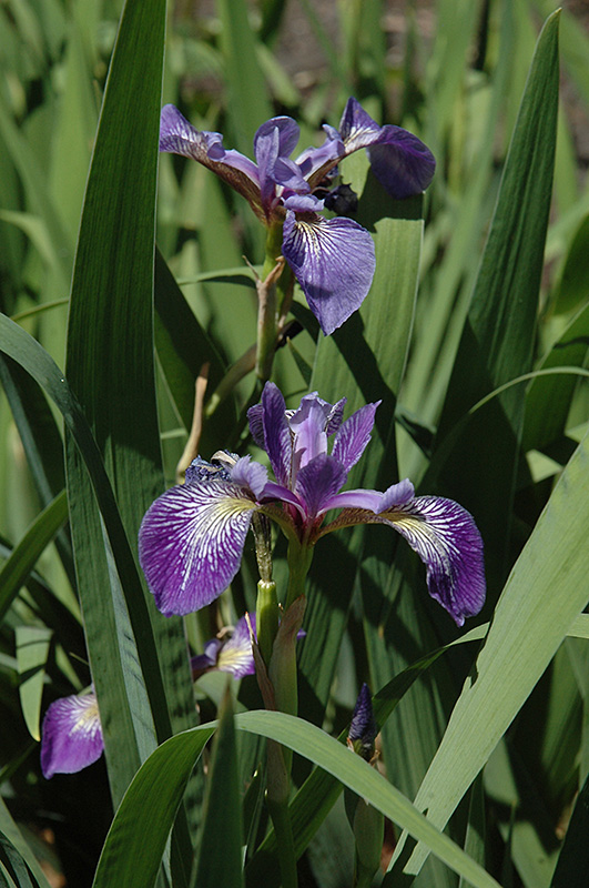 Siberian Iris (Iris sibirica) in Denver Arvada Wheat Ridge Golden
