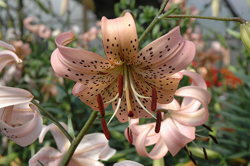 Pink Tiger Lily (Lilium lancifolium 'Pink') in Denver Arvada Wheat
