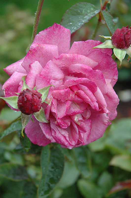 Heirloom Rose (Rosa 'Heirloom') in Denver Arvada Wheat Ridge Golden Lakewood Colorado at Echter