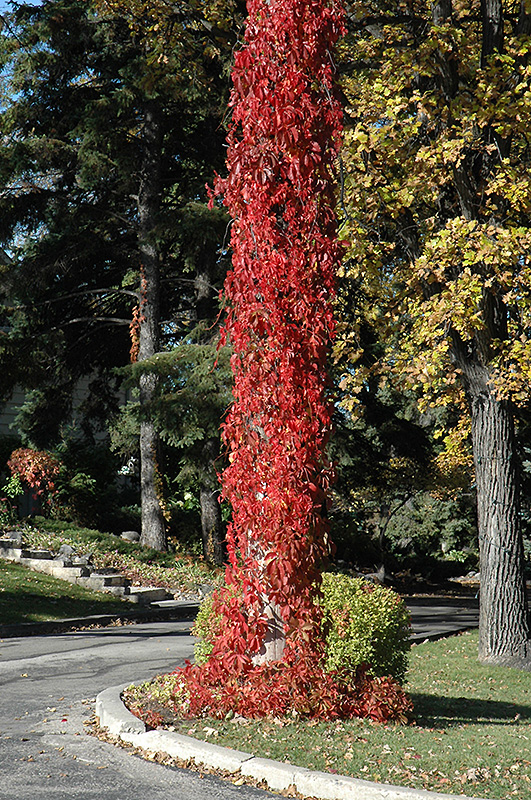 Virginia Creeper (Parthenocissus quinquefolia) in Denver Arvada Wheat