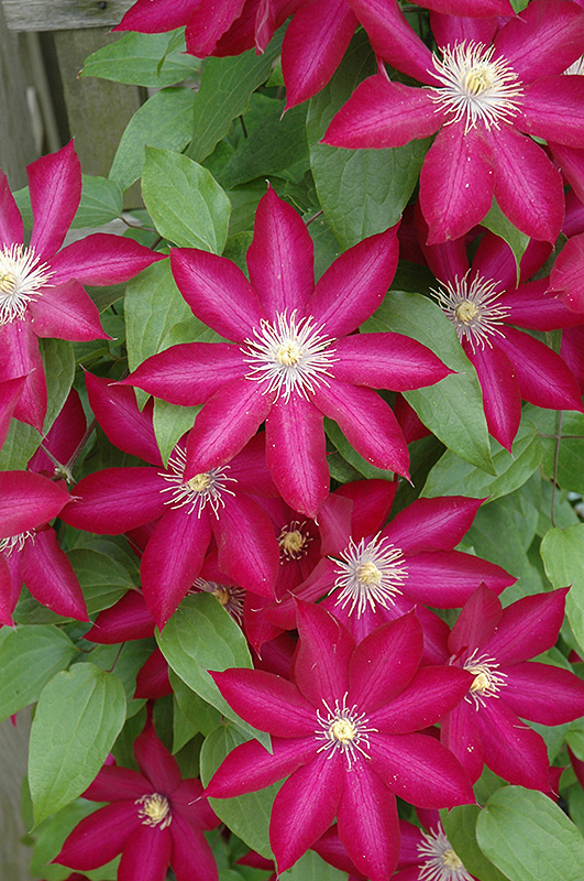 Bourbon Clematis (Clematis 'Bourbon') in Denver Arvada Wheat Ridge Golden Lakewood Colorado CO