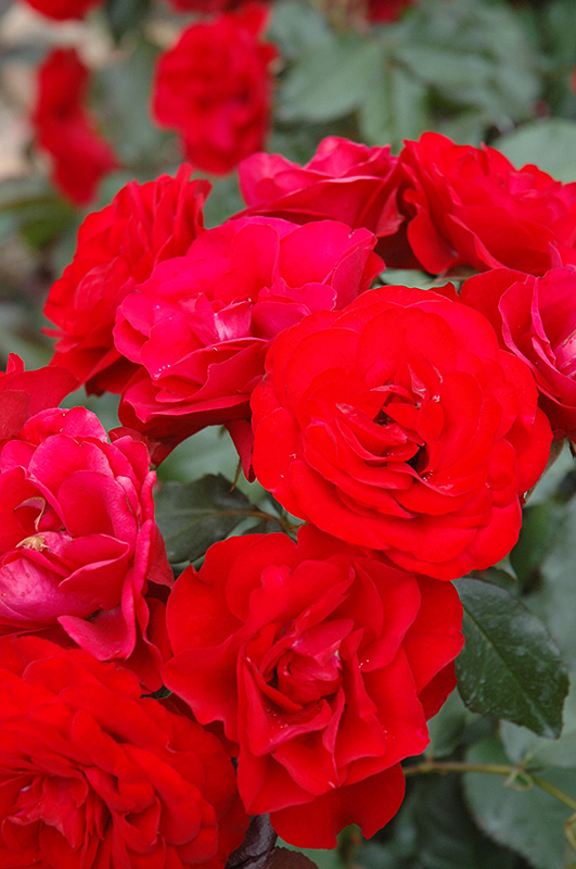 Europeana Rose (Rosa 'Europeana') in Denver Arvada Wheat Ridge Golden